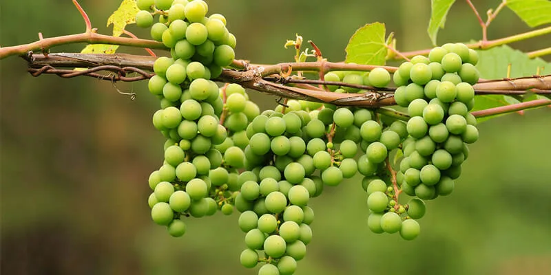 خواص آبغوره